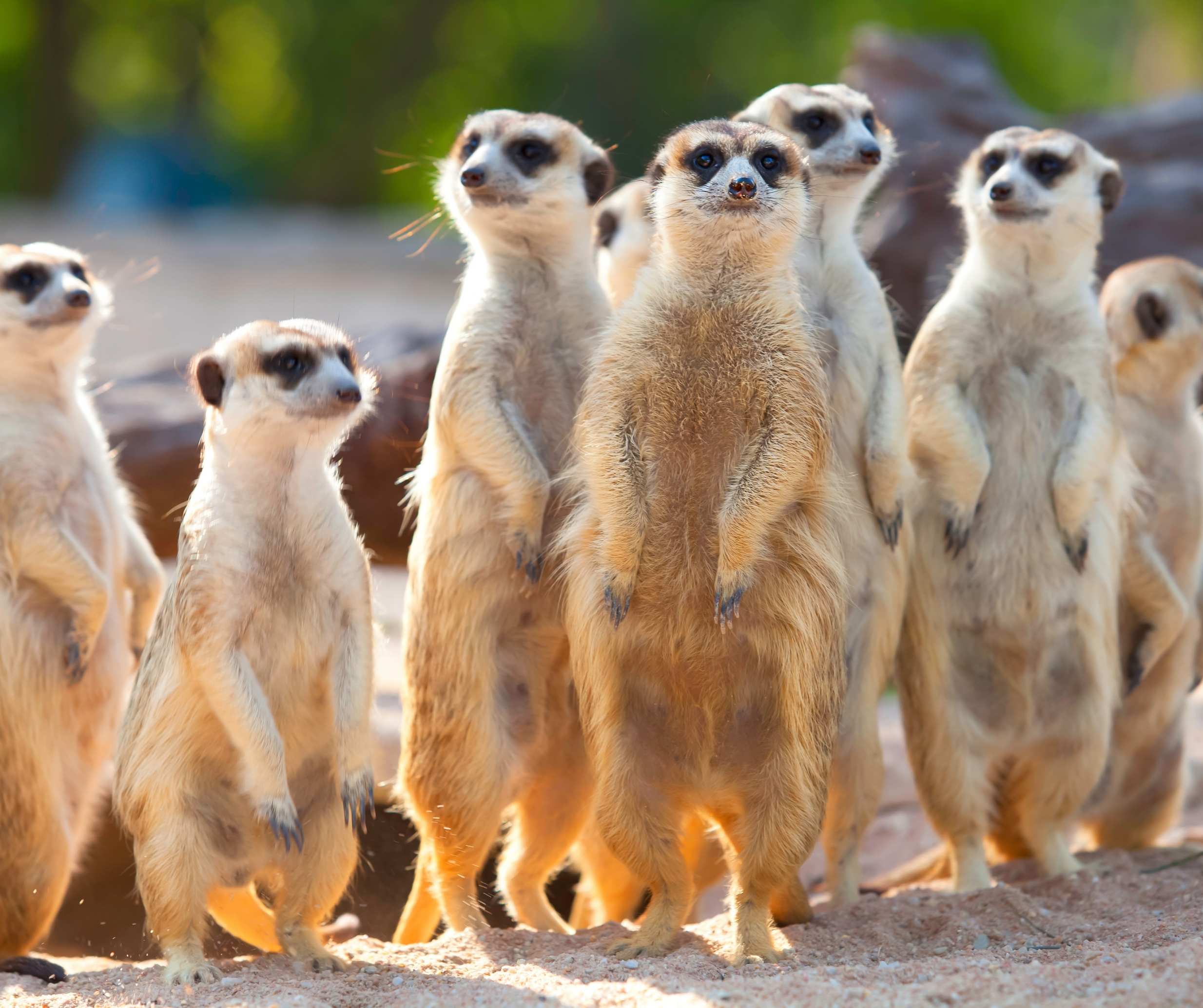 lake-district-wildlife-park